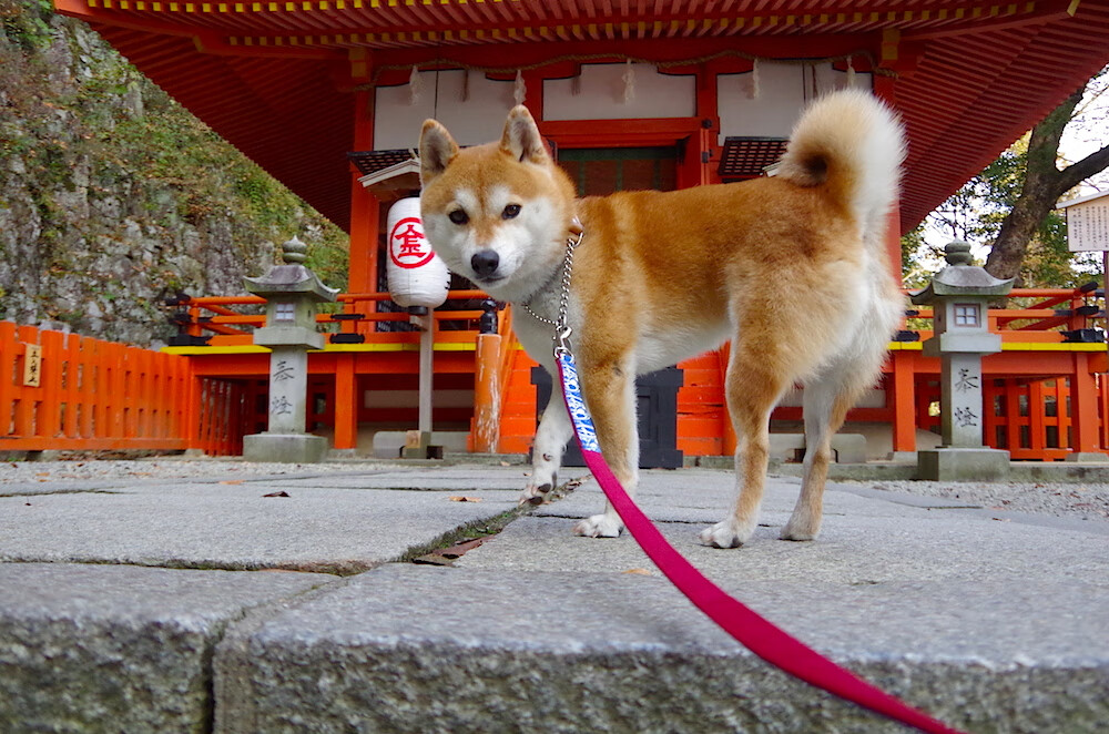 利拉德节拍器撕裂防线，猛龙战术漩涡打穿辽宁钢铁长城