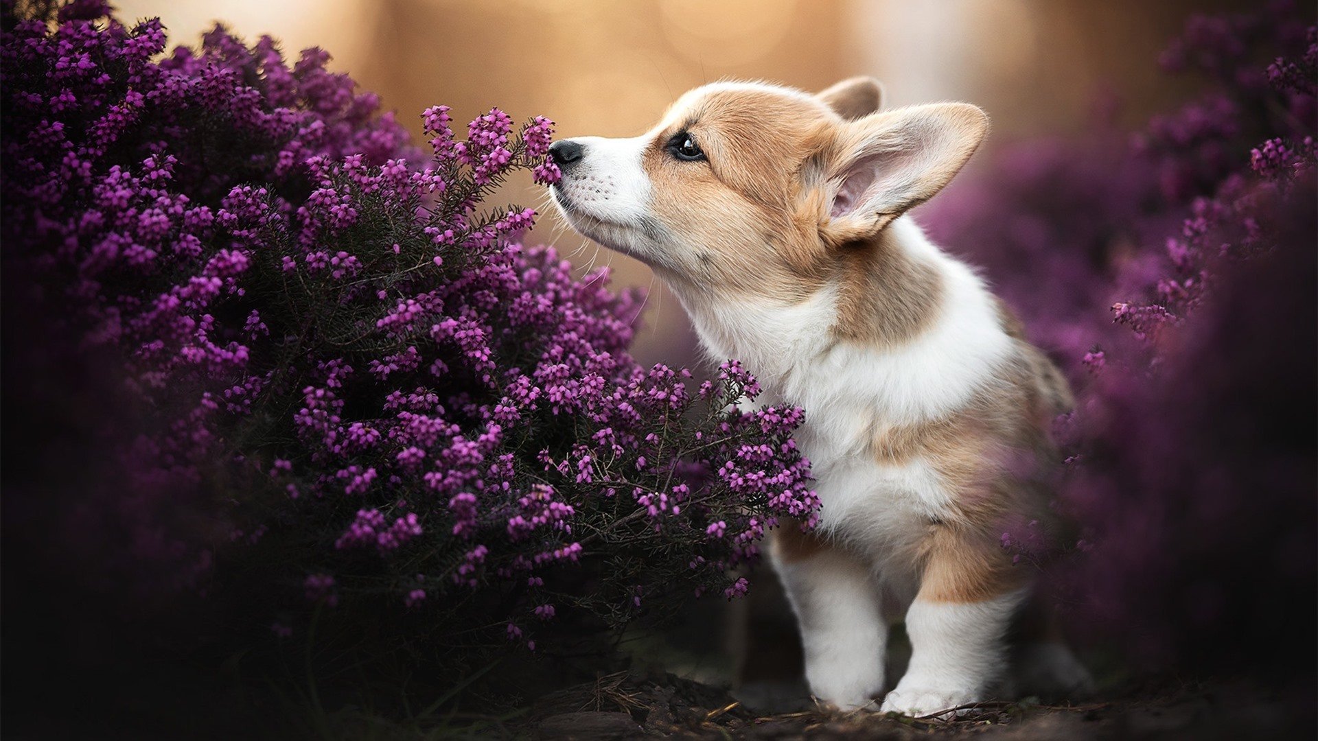 孙兴慜主宰战局，中国队力克摩洛哥，亚洲足球的双重荣耀