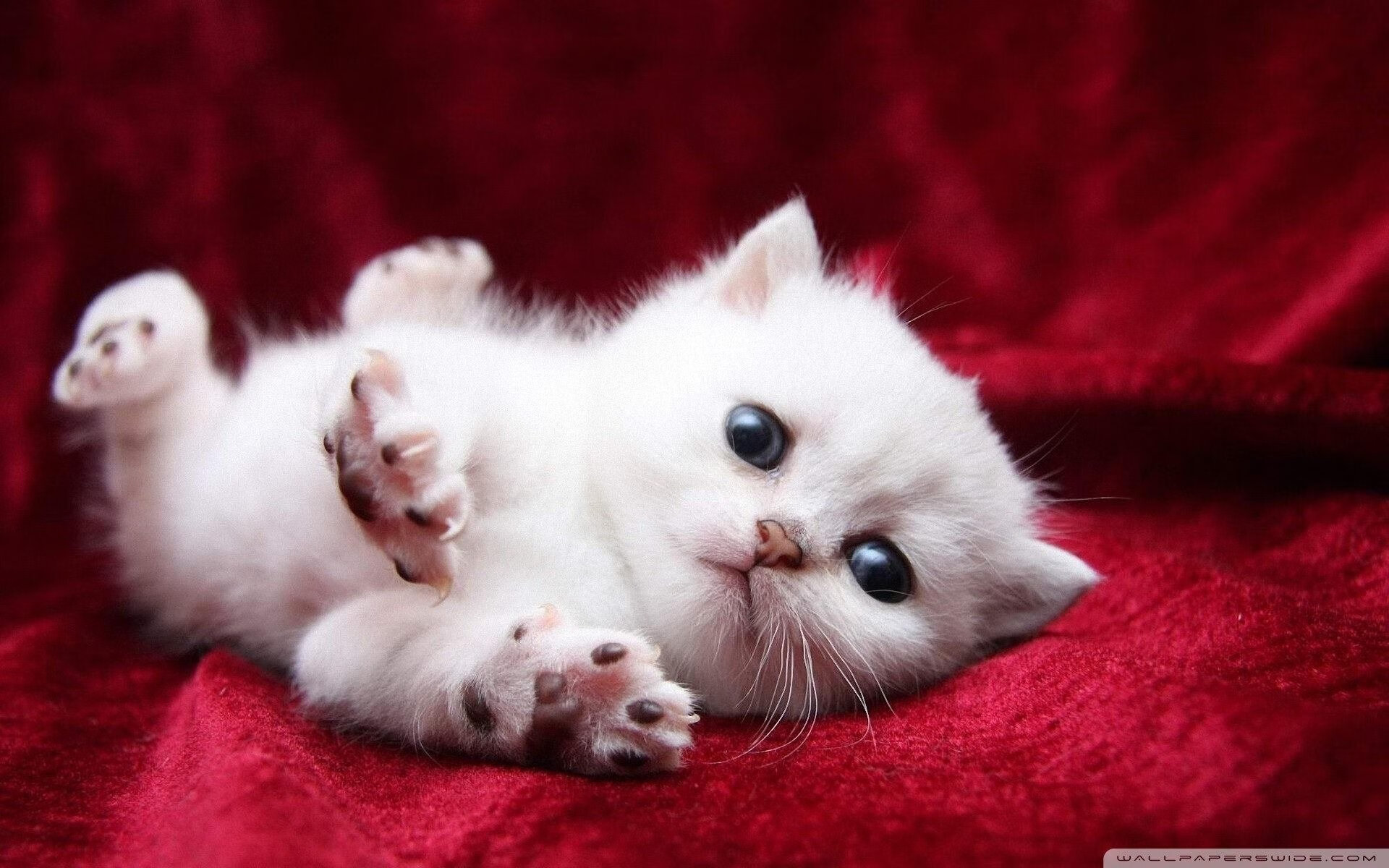 橙色风暴席卷法兰西,阿尔瓦雷斯以荷兰式铁蹄冲垮雷恩防线,欧冠决赛完成历史性接管