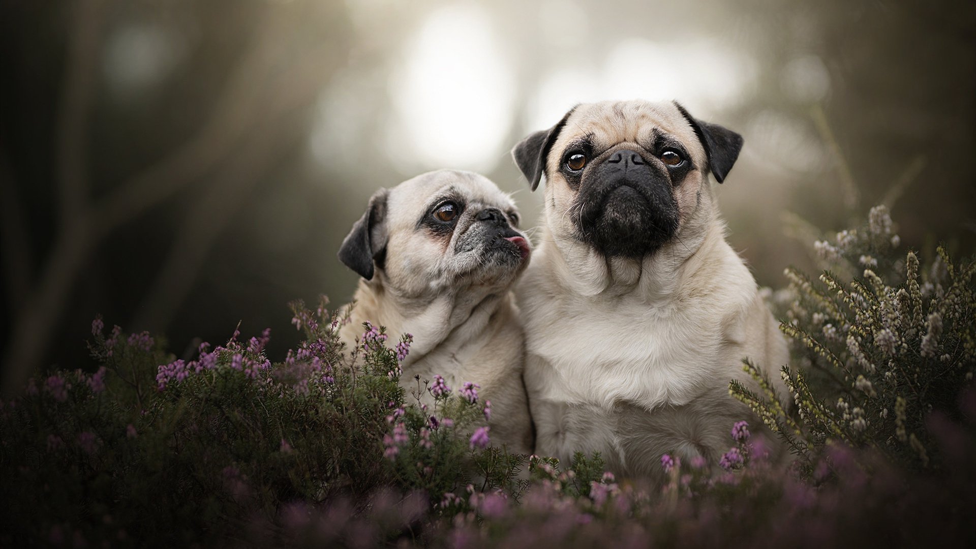 赛道与球场的双重奏，当F1摩纳哥的轮胎交响乐，遇见多特蒙德提前终结的北欧悬念