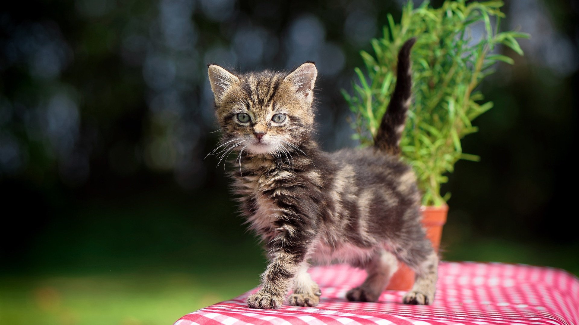 跨越天堑，当哥伦比亚的风暴撞上比利亚雷亚尔的叹息之墙