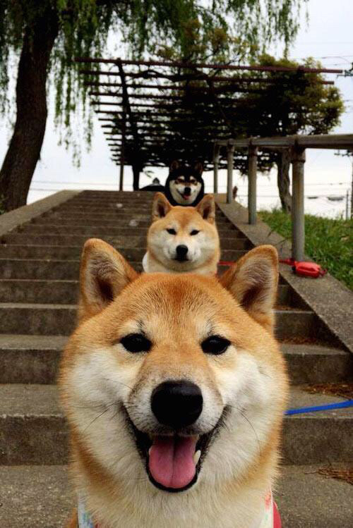 绝境之诗，伊布用一粒点球，为希腊写下存续的史诗