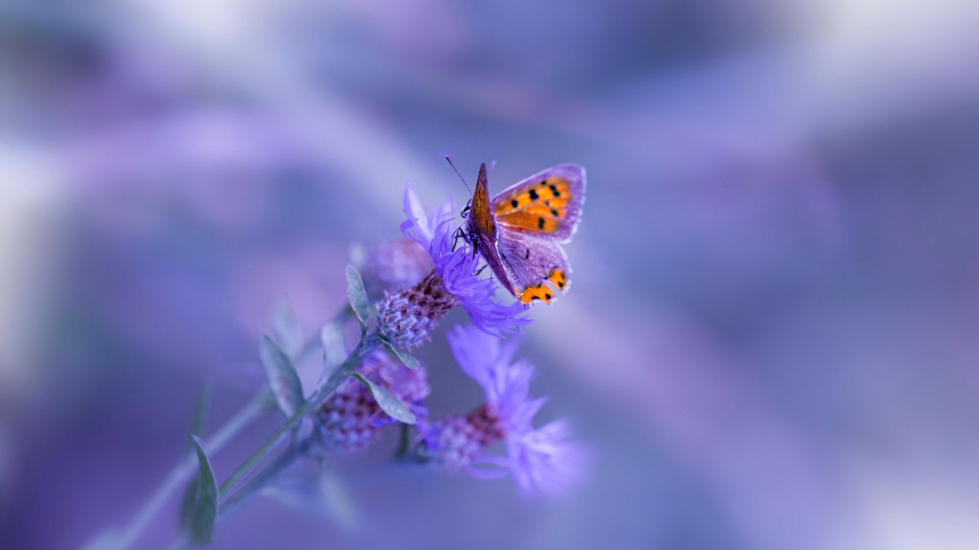 欧冠生死战，乌克兰飞翼一击致命，德里赫特铁闸锁胜局