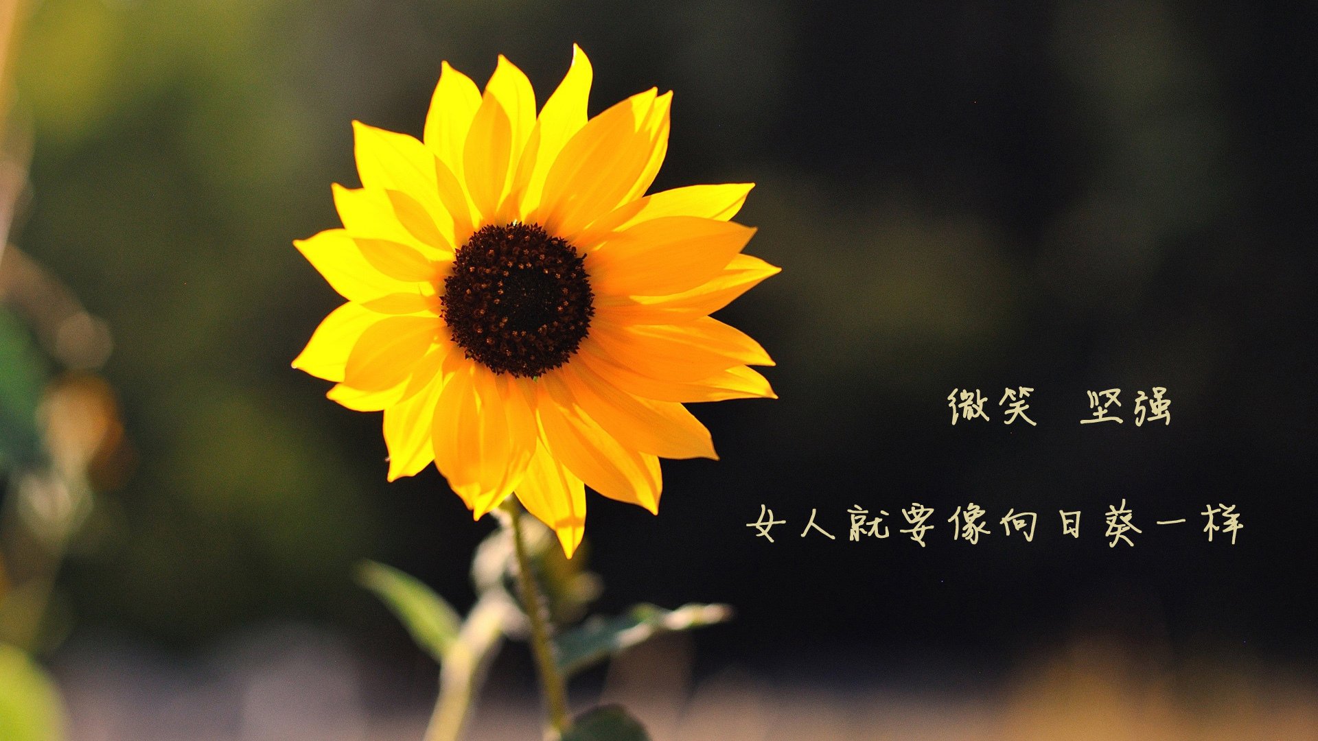 利拉德单骑救主!北京队绝境逆袭,深圳轰然倒下